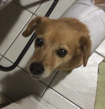 PEQUENOS DOGS