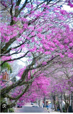Primavera em Curitiba