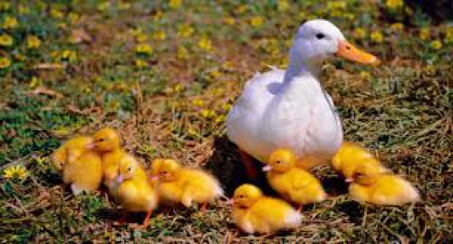 Curiosidades sobre os patos