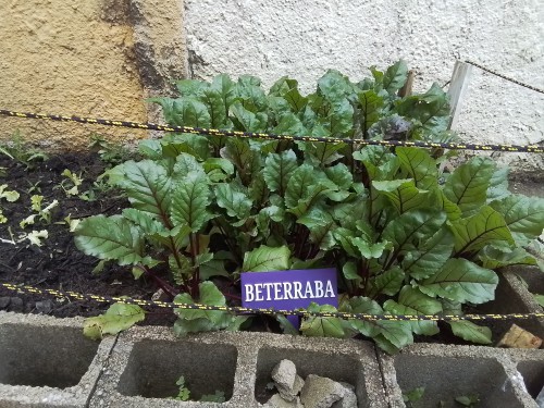 Inauguração da Horta na UEI