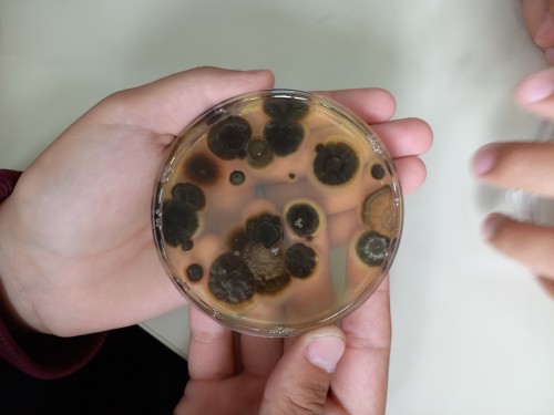 Ciêntistas na escola